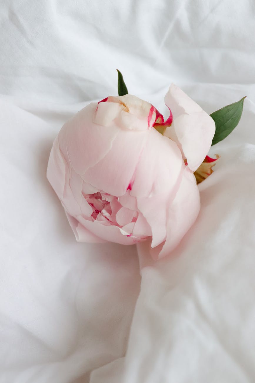 peonie flower head laying on white bedsheet